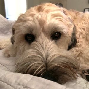 Meet your Posher, Camille